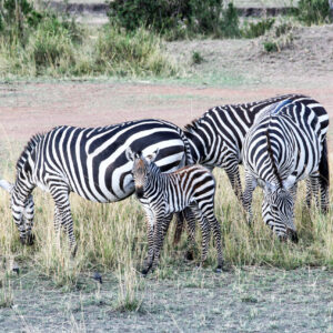 Beauty of wildlife by Camille Massida Photography